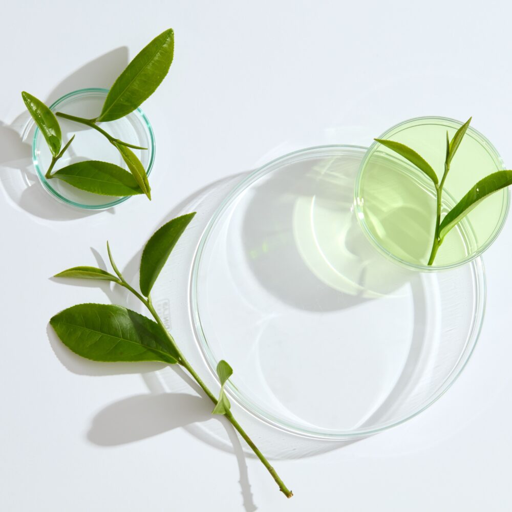 grüner tee